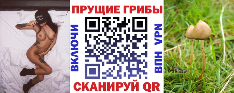Галлюциногенные грибы Cubensis  продажа наркотиков  Пестово 